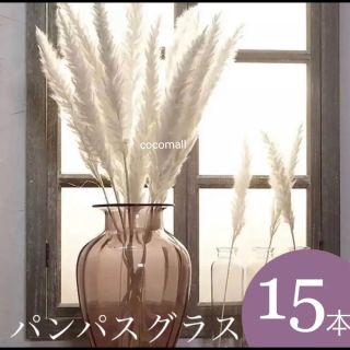 パンパスグラス◉ホワイト◉15本セット(ドライフラワー)