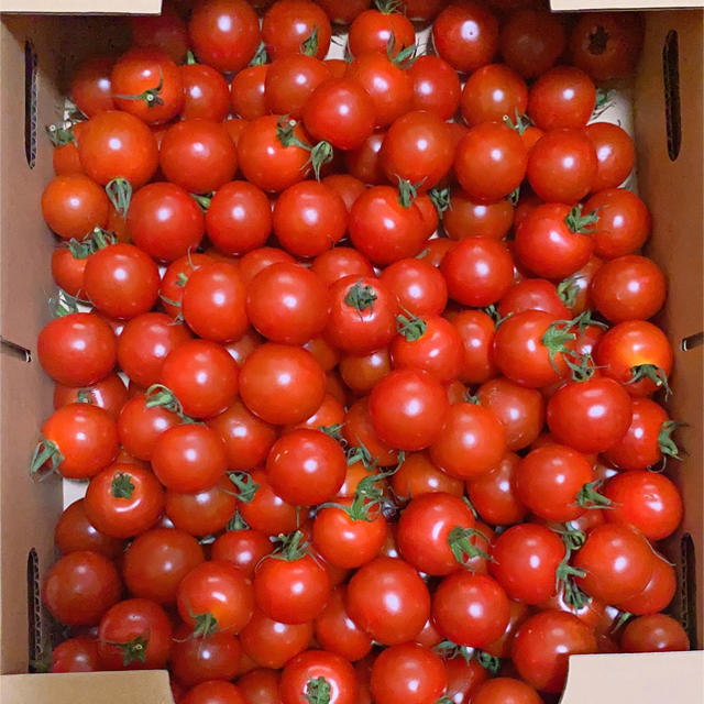 ミニトマト1kg 食品/飲料/酒の食品(野菜)の商品写真