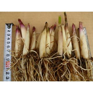 山菜、行者ニンニク苗10本(野菜)