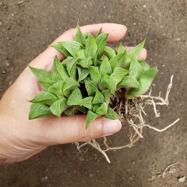 たにく様専用　多肉植物　ハオルチア　グリーンレツーサ　抜き苗 ハンドメイドのフラワー/ガーデン(その他)の商品写真