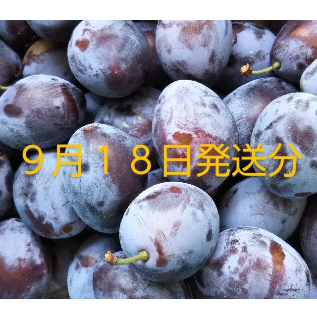 プルーン 約25個入り もぎたて生 秋田県横手市産 食品/飲料/酒の食品(フルーツ)の商品写真