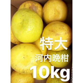 ponpon様　専用　愛媛　特大　宇和ゴールド　10Kg   河内晩柑(フルーツ)