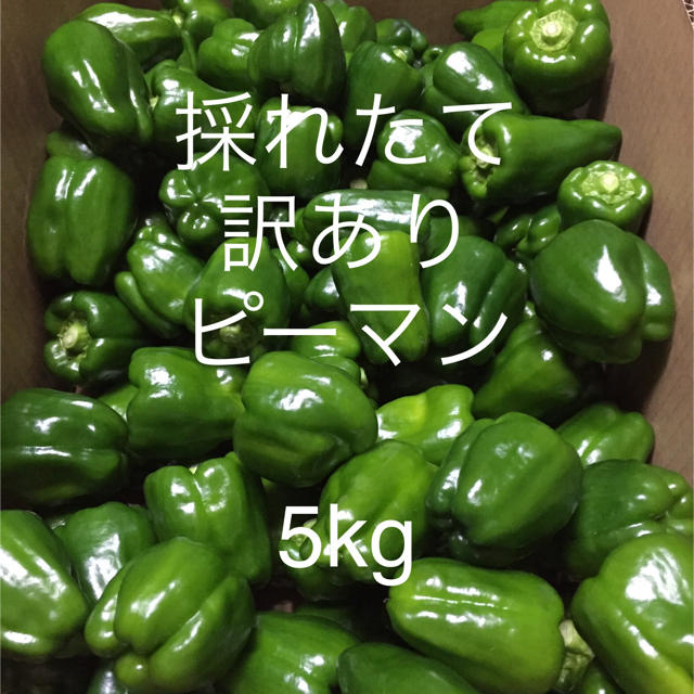 送料無料 採れたて 訳あり ピーマン 5kg 採れたて発送致します！！ 食品/飲料/酒の食品(野菜)の商品写真