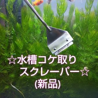 ☆水槽コケ取りスクレーパー(プロレイザー)☆(新品)(アクアリウム)