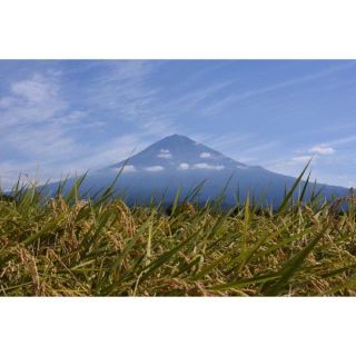 (2020年度) 新米 こしひかり 10キロ（kg） 100％新米 白米 お米 (米/穀物)