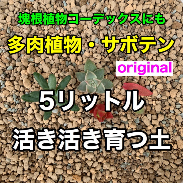 多肉植物の土 サボテンの土 多肉植物用土