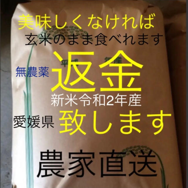 25日発送 yaa様専用 無農薬 新米純こしひかり25㎏ 玄米 米/穀物