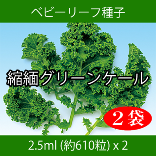 ベビーリーフ種子 B-08 縮緬グリーンケール 2.5ml 約610粒 x 2袋(野菜)