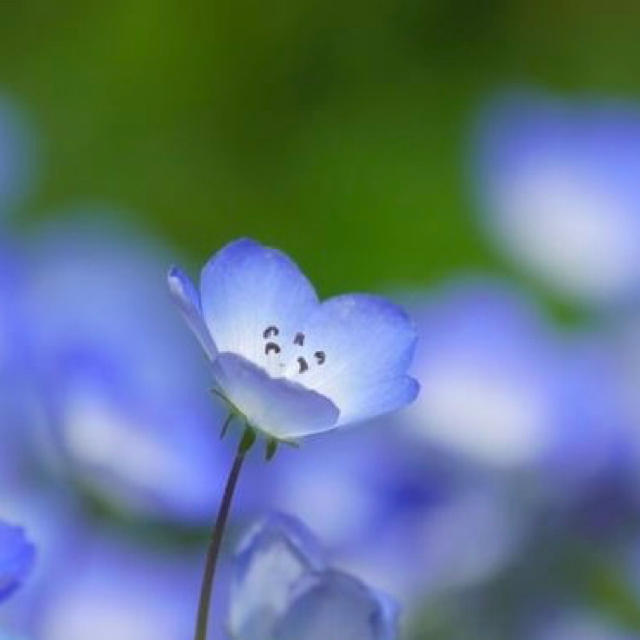 baby blue eyesネモフィラ インシグニスブルー 秋まき 花種 花 種 ハンドメイドのフラワー/ガーデン(その他)の商品写真