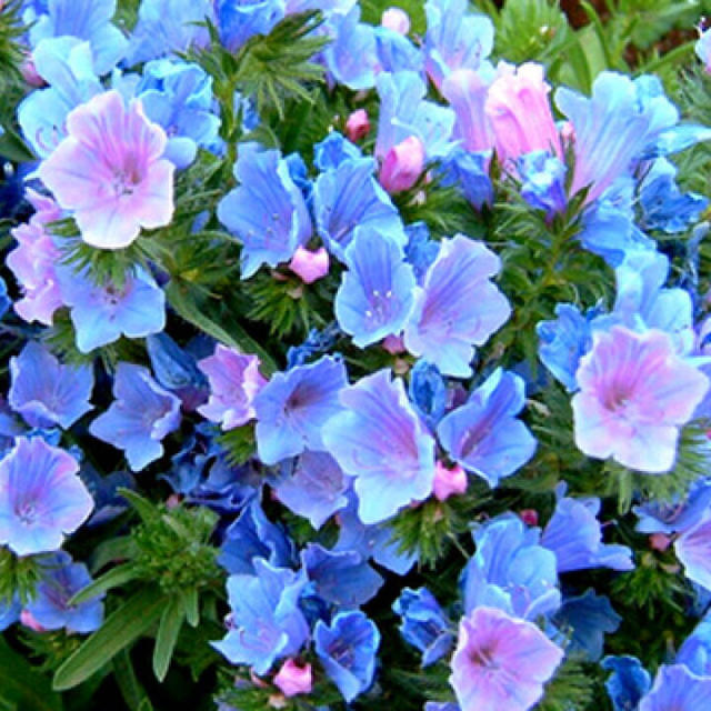 長～く咲くブルーの花☆エキウムブルーベッダー(ブルガレ) 種 レア 秋まき 花種 ハンドメイドのフラワー/ガーデン(その他)の商品写真