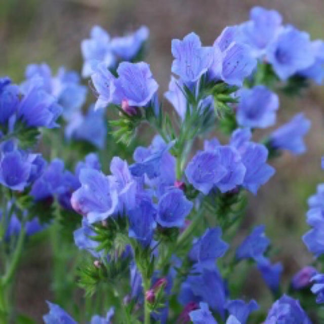 長～く咲くブルーの花☆エキウムブルーベッダー(ブルガレ) 種 レア 秋まき 花種 ハンドメイドのフラワー/ガーデン(その他)の商品写真