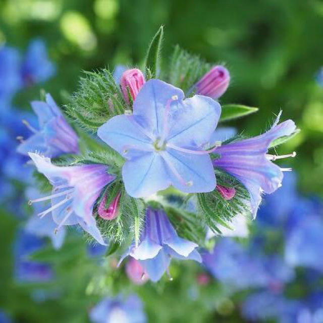 長～く咲くブルーの花☆エキウムブルーベッダー(ブルガレ) 種 レア 秋まき 花種 ハンドメイドのフラワー/ガーデン(その他)の商品写真