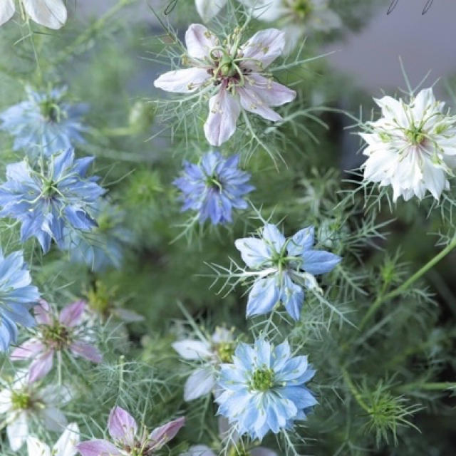 ニゲラ ペルシャンジュエル☆ 切り花ドライフラワーにも♡八重咲き 秋まき 花種  ハンドメイドのフラワー/ガーデン(その他)の商品写真