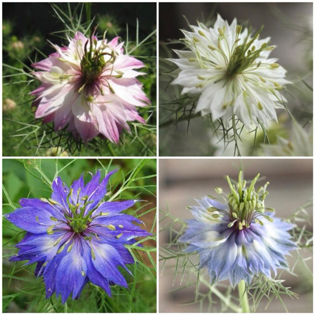 ニゲラ ペルシャンジュエル☆ 切り花ドライフラワーにも♡八重咲き 秋まき 花種  ハンドメイドのフラワー/ガーデン(その他)の商品写真