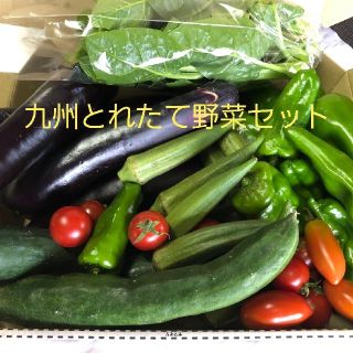 九州とれたて野菜セット　コンパクト便(野菜)