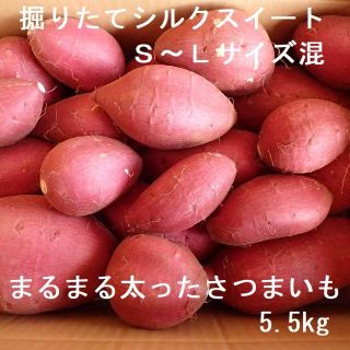 新芋シルクスイート丸々太ったサツマイモたっぷり5.5ｋｇ千葉産さつまいも農家直送(野菜)