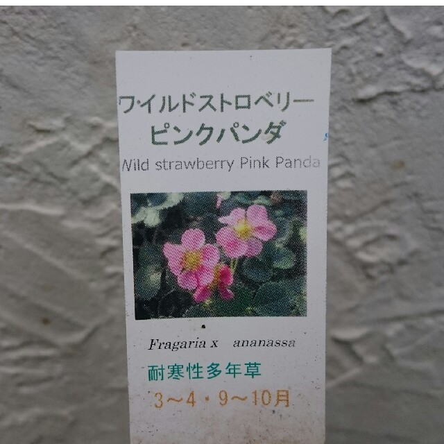ワイルドストロベリー苗(ピンクパンダ) ハンドメイドのフラワー/ガーデン(その他)の商品写真