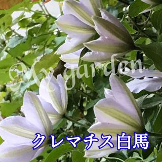 花苗　クレマチス　白馬(その他)