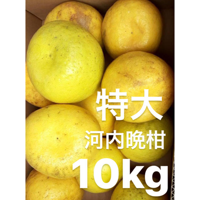 愛媛　特大　宇和ゴールド　10Kg   河内晩柑 食品/飲料/酒の食品(フルーツ)の商品写真