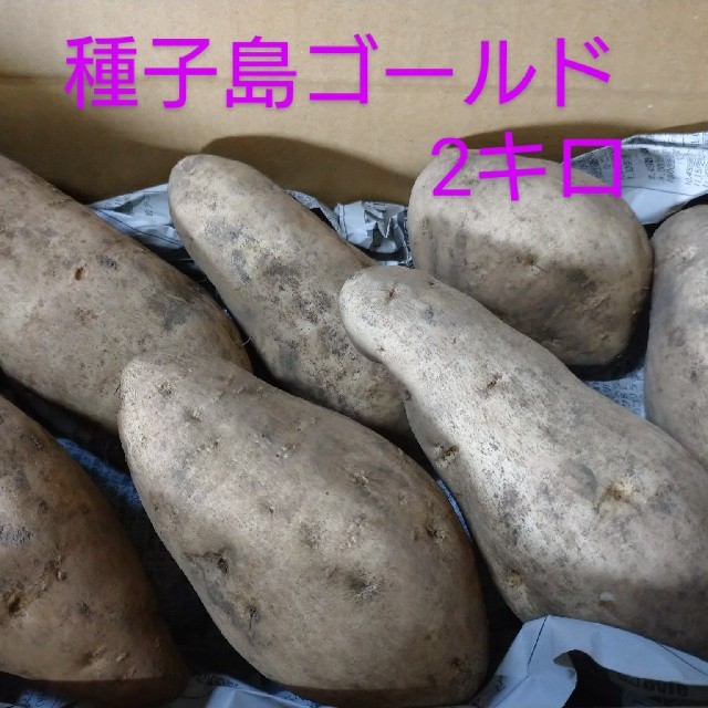 種子島ゴールド 食品/飲料/酒の食品(野菜)の商品写真