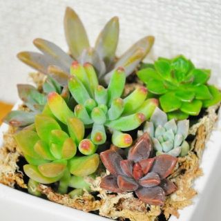 多肉植物抜き苗 根付き ❤寄せ植え❤ おまけ付き(プランター)