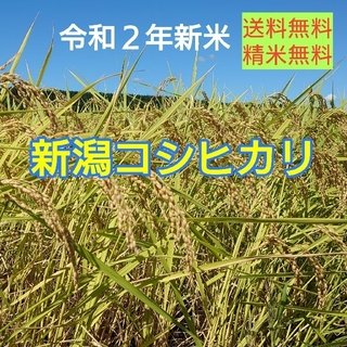 新米✨新潟コシヒカリ玄米30kg(米/穀物)