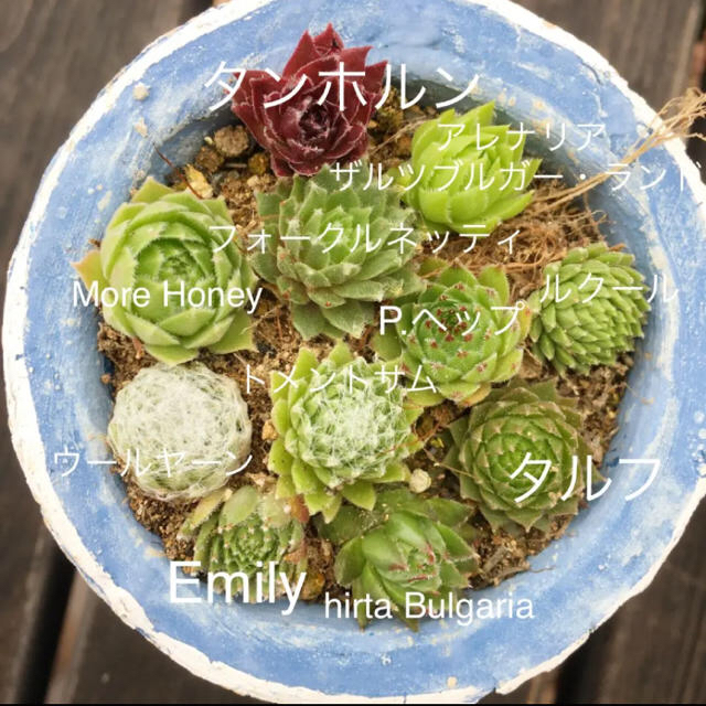 安い割引 多肉植物 センペルビウム タルフ ecousarecycling.com