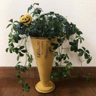 そのまま飾れる観葉植物　　ハロウィン大(その他)