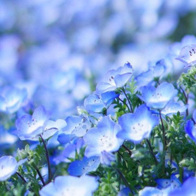 baby blue eyes♪ネモフィラインシグニスブルー 秋まき 花種 花 種 ハンドメイドのフラワー/ガーデン(その他)の商品写真