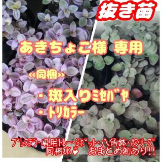 抜き苗【レア】カリシアロザート カリシア2種 他 多肉植物 紅葉 プレステラ(その他)