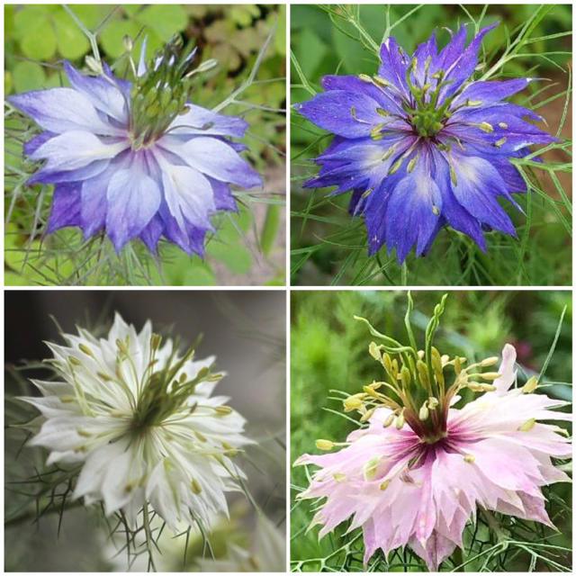 ニゲラ ペルシャンジュエル☆ 切り花やドライフラワーに♡八重咲き 秋まき 花種  ハンドメイドのフラワー/ガーデン(その他)の商品写真