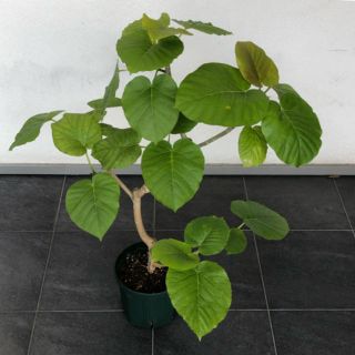 観葉植物☆ウンベラータ（中型)(プランター)