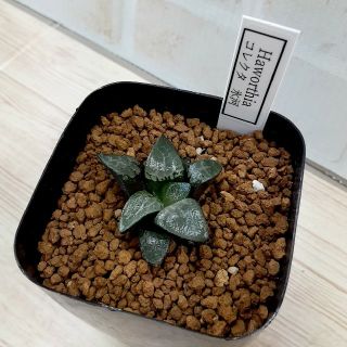 多肉植物　ハオルチア　コレクタ　氷河(その他)