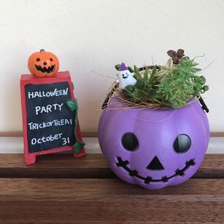 そのまま飾れる多肉植物の寄せ植え　ハロウィン(その他)