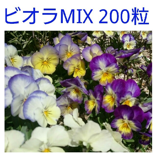 Ly0様専用 ビオラMIX種 200粒 その他のその他(その他)の商品写真