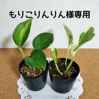 もりこりんりん様専用  ポトス セット 観葉植物(その他)