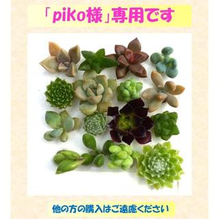 多肉植物 【0412】  多肉植物16種セット(その他)