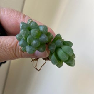 多肉植物　水晶カクタス　小さなハオルチアオブツーサ　2個(その他)