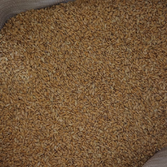 信州安曇野コシヒカリ20kg　米/穀物