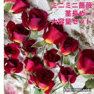 大容量！ミニミニ薔薇（茎長め）ドライフラワー★25輪セット+おまけ2輪付き★花材(ドライフラワー)