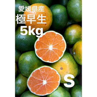 愛媛県産　極早生　みかん　5kg    S     +嵐ゴールド約3〜4玉(フルーツ)