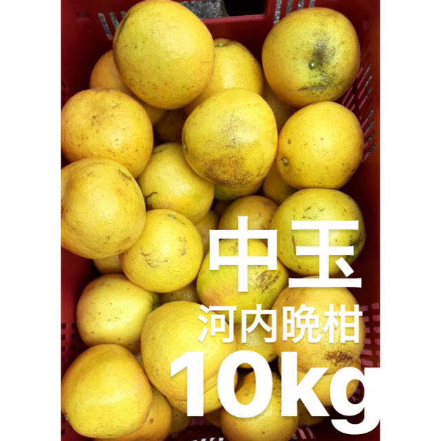 愛媛　宇和ゴールド　10Kg   河内晩柑　嵐ゴールド 食品/飲料/酒の食品(フルーツ)の商品写真