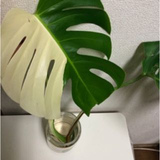 斑入りモンステラ (その他)