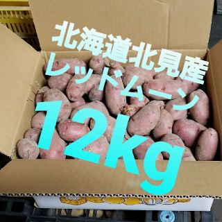 北海道北見産　新じゃがいも　レッドムーン　12kg　◎農家直送(野菜)