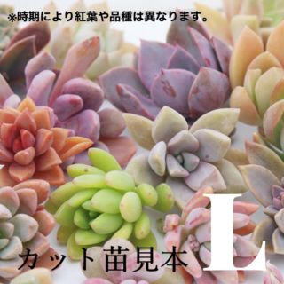 ルポゼ　多肉植物　おまかせカット苗Lパック(その他)