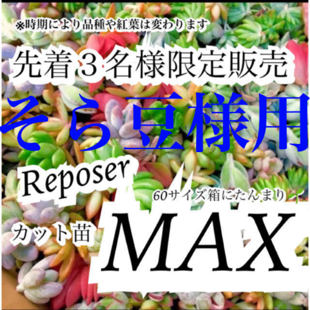 ルポゼ　多肉植物　おまかせカット苗MAXパック