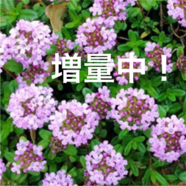 大量 クリーピングタイム 抜き苗 グランドカバーの通販 By Ayu5361 S Shop ラクマ 大量 クリーピングタイム 抜き苗 グランドカバーの通販 By Ayu5361 S Shop ラクマ
