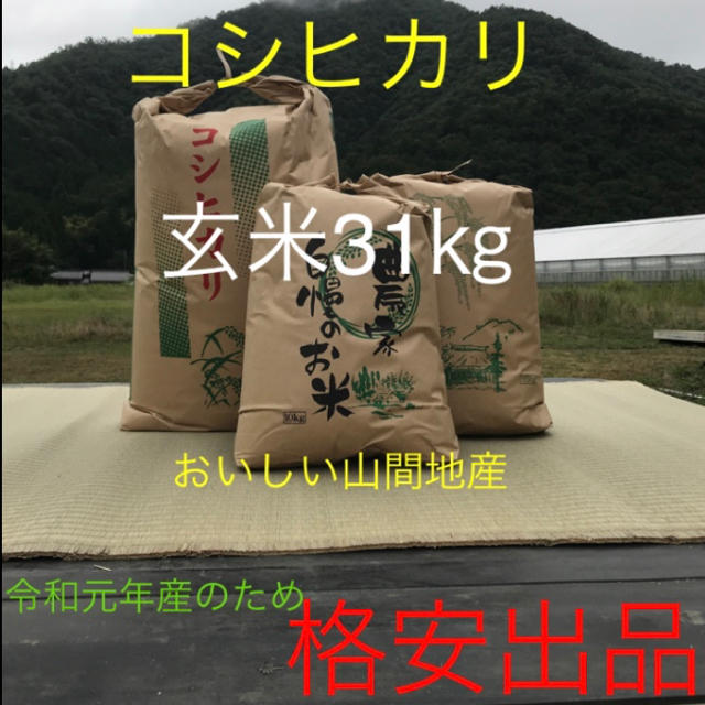 令和元年産　福井県産　コシヒカリ　玄米31キロ