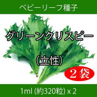 ベビーリーフ種子 B-16 グリーンクリスピー（立性） 1ml 約320粒x2袋(野菜)