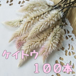 【ケイトウ01】無農薬100本 ドライフラワー(ドライフラワー)